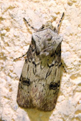 Réf. 336 005 : Agrotis puta